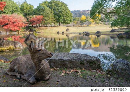 奈良公園 85526099