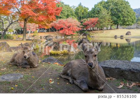 奈良公園 85526100