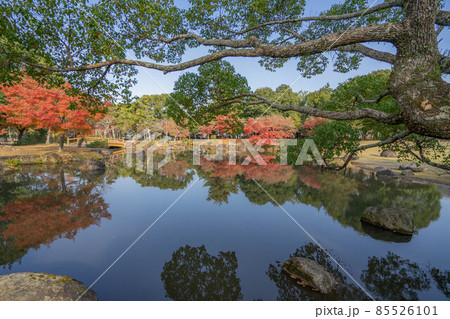 奈良公園 85526101