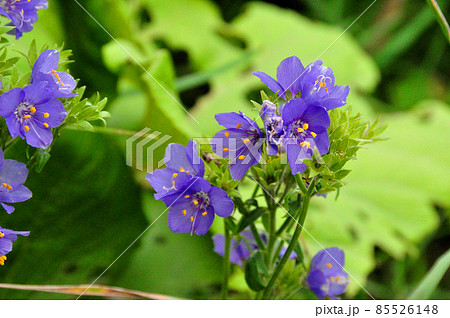 礼文島の花　レブンハナシノブ 85526148