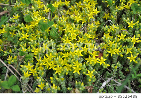 礼文島の花　キリンソウ 85526488