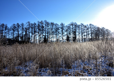 朝日に輝く霜・霧氷 85526501