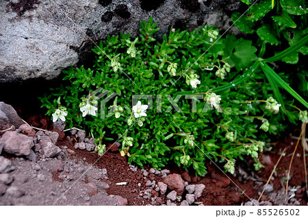 礼文島の花 シコタンソウ 礼文島の花 シコタンソウ 85526502