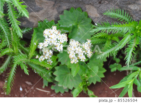 礼文島の花　チシマイワブキ 85526504