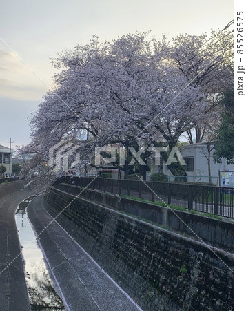 妙正寺川沿いの桜 妙正寺川沿いの桜 85526575