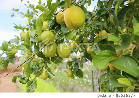 豊作レモンの実 豊作レモンの実 85526577