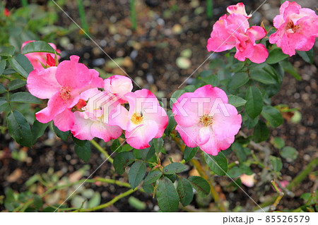 バラの花 花霞 バラの花 花霞 85526579