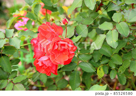 バラの花 花房 バラの花 花房 85526580