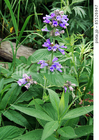 礼文島の花 ミソガワゾウ 礼文島の花 ミソガワゾウ 85526947