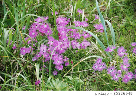 礼文島の花 カワラナデシコ 礼文島の花 カワラナデシコ 85526949
