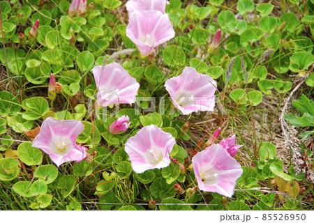 礼文島の花 ハマヒルガオ 礼文島の花 ハマヒルガオ 85526950