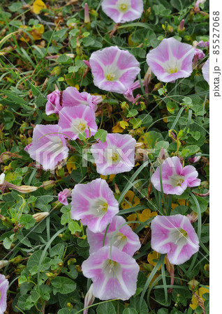 礼文島の花　ハマヒルガオ 85527068