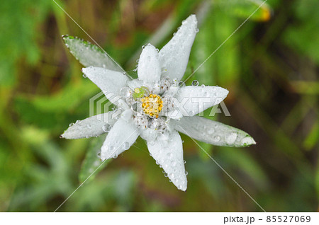 礼文島の花　エゾウスユキソウ 85527069