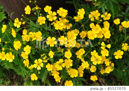 礼文島の花 ミヤマキンポウゲ 礼文島の花 ミヤマキンポウゲ 85527070