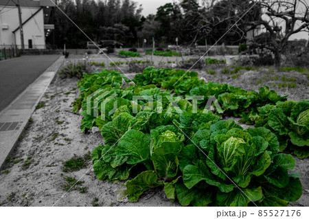 畑の白菜の緑が目に染みる 畑の白菜の緑が目に染みる 85527176