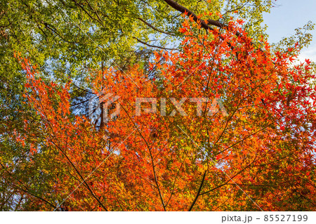 秋の東京 紅葉の六義園 秋の東京 紅葉の六義園 85527199