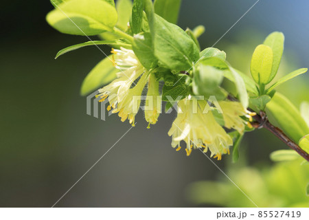 クロミノウグイスカグラ　百合が原公園　札幌市 85527419