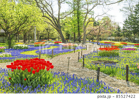ムスカリの道　百合が原公園　札幌市 85527422