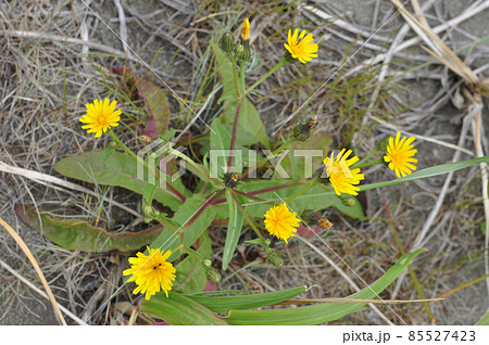 礼文島の花　カンチコウゾリナ 85527423