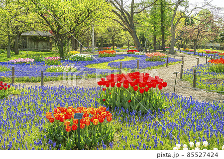 ムスカリの道　百合が原公園　札幌市 85527424