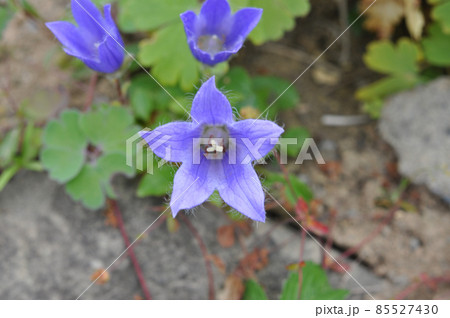 礼文島の花　チシマギキョウ 85527430