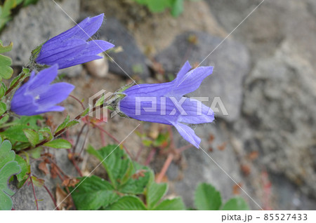 礼文島の花　チシマギキョウ 85527433