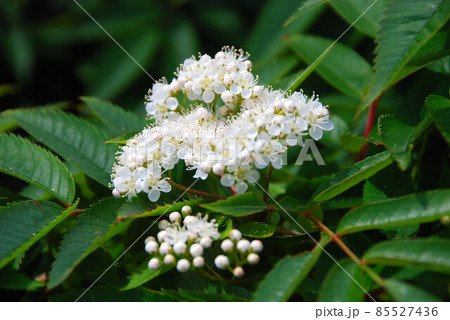礼文島の花　ナナカマド 85527436