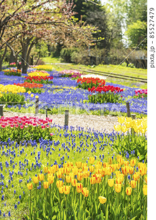 ムスカリの道　百合が原公園　札幌市 85527479