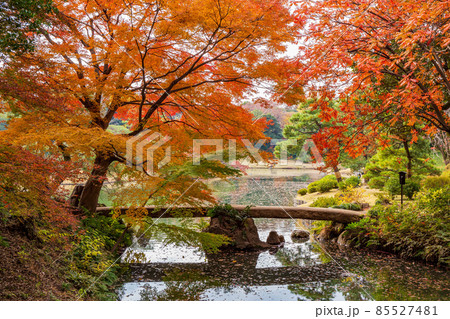 秋の東京　紅葉の六義園　渡月橋 85527481