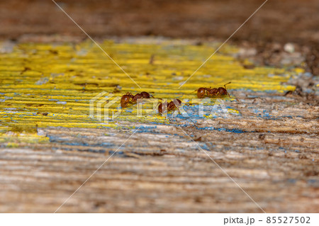 Adult Higher Myrmicine Ants 85527502