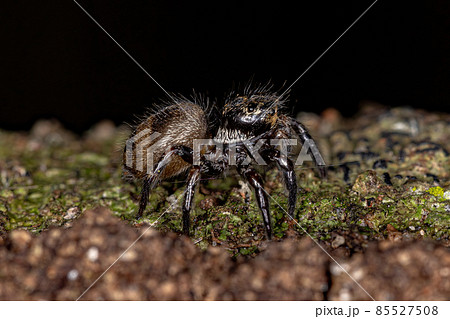 Small jumping spider 85527508