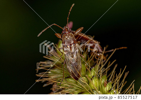 Adult Pentatomomorph Bug 85527517