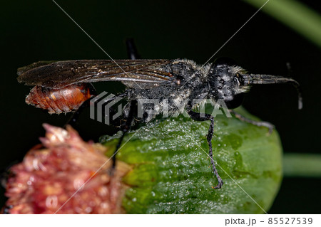 Adult Thread-waisted Wasp 85527539