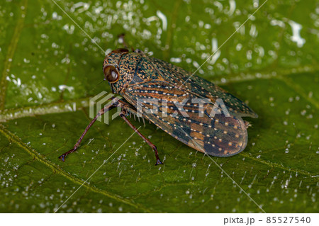 adult Typical Leafhopper 85527540