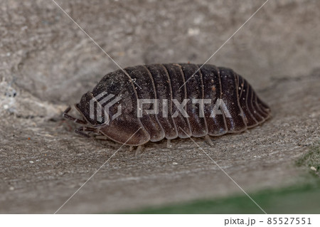 Little Sea Pill Woodlouse Little Sea Pill Woodlouse 85527551