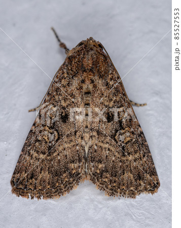 Adult brown moth Adult brown moth 85527553