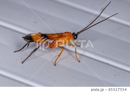 Adult Ichneumonid Wasp 85527554