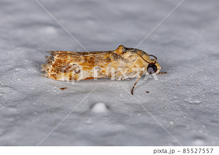 Adult Moth Insect Adult Moth Insect 85527557