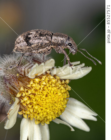 Adult Broad-nosed Weevil on a Tridax Daisy Flower 85527571
