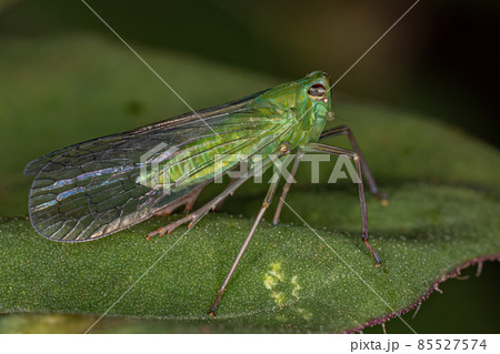 Adult Green Dictyopharid Planthopper Insect 85527574