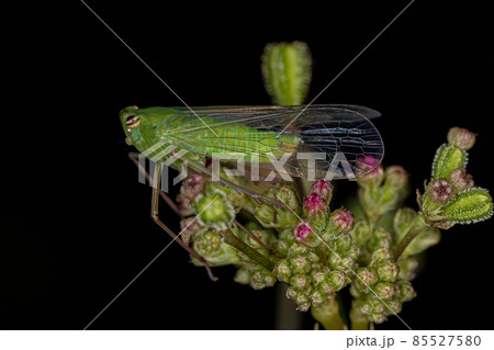 Adult Green Dictyopharid Planthopper Insect Adult Green Dictyopharid Planthopper Insect 85527580
