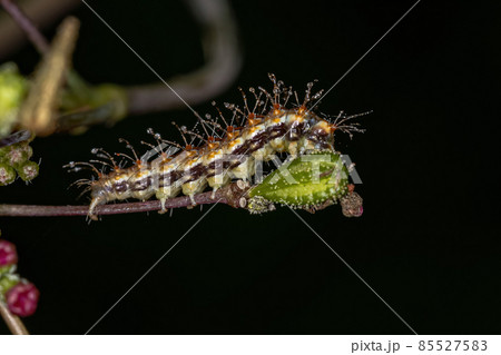 Small Plume Moth Caterpillar Small Plume Moth Caterpillar 85527583