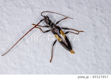 Adult Typical Longhorn Beetle 85527957