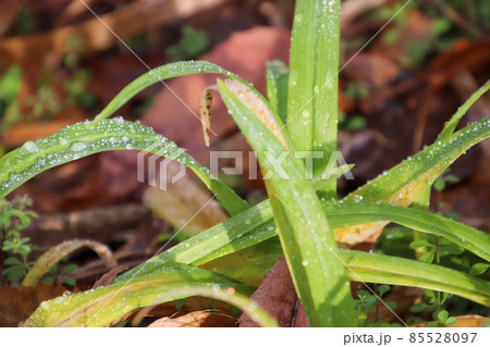 露の降りる冬の朝の草 露の降りる冬の朝の草 85528097