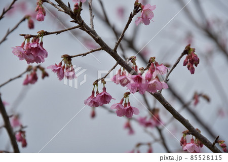 緋寒桜2022 85528115