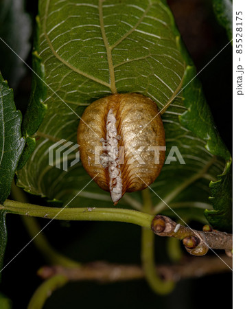 Mantises Egg Case Mantises Egg Case 85528175