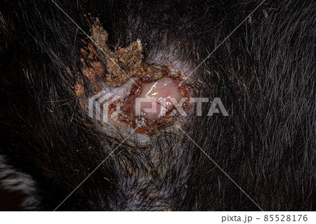wound in the fur of a cat 85528176