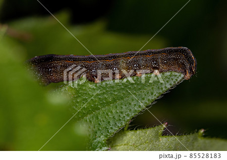 Brown Caterpillar Moth 85528183
