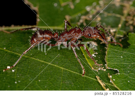 Adult Female Ectatommine Ant 85528216