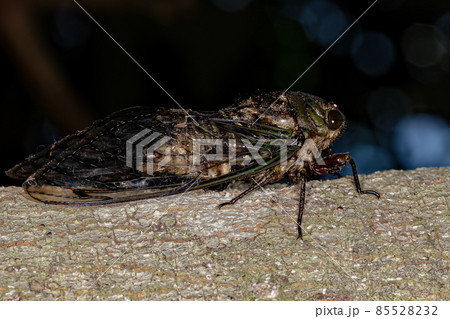 Adult Cicada Insect Adult Cicada Insect 85528232